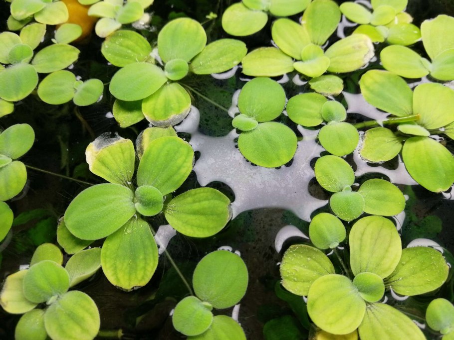 Пистия в Амазонке