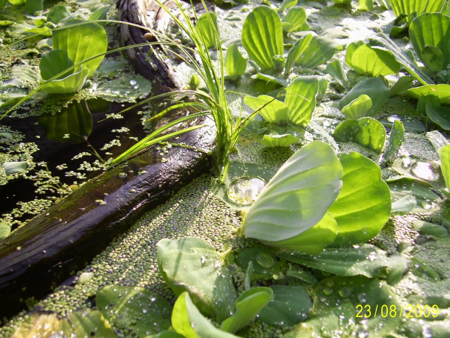 Пистия (Pistia)