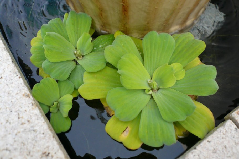 Pistia Stratiotes