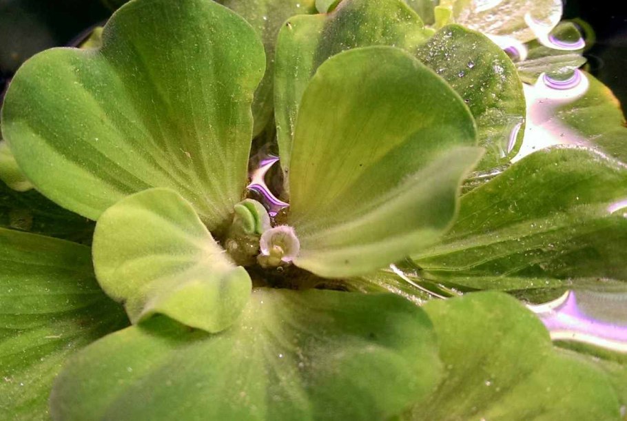 Пистия телорезовидная