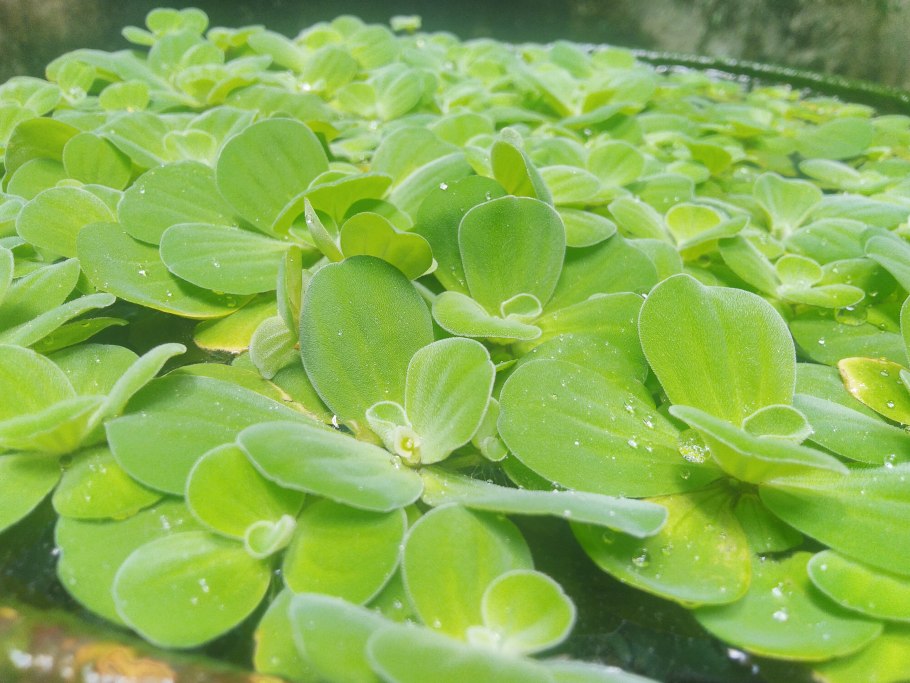 Пистия телорезовидная Pistia Stratiotes
