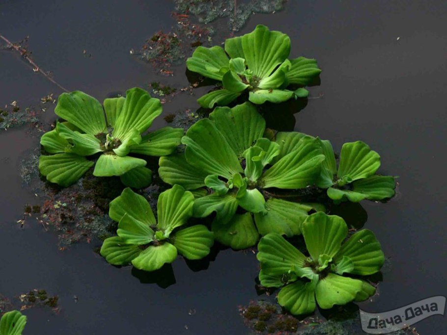Pistia Stratiotes