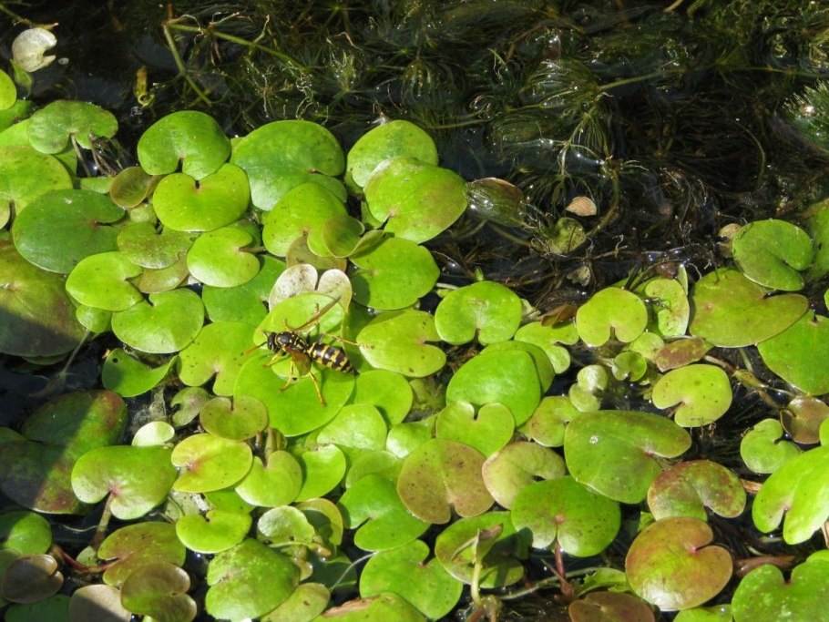 Приму в дар аквариумные растения