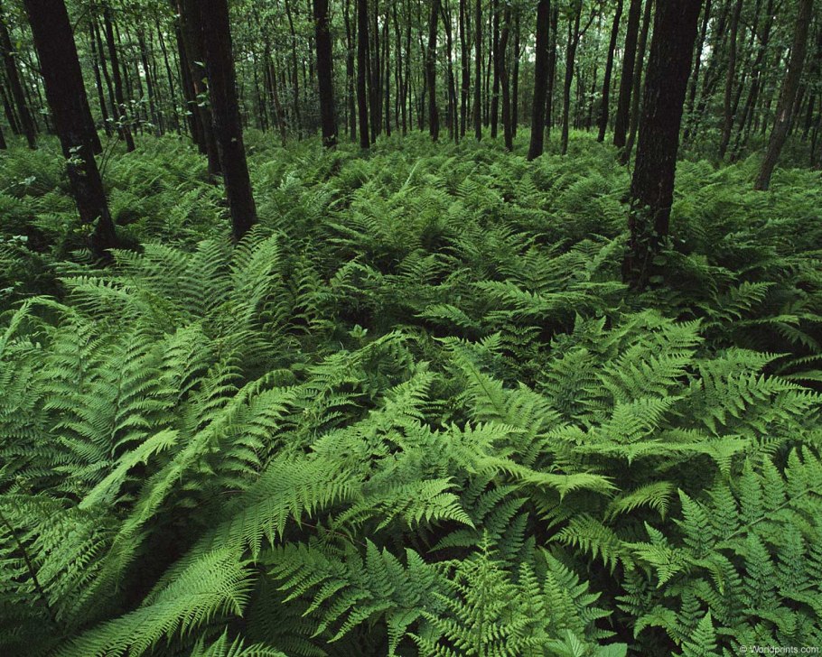 Сибирь папоротник орляк