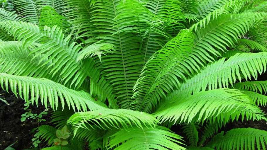 Роголистный папоротник