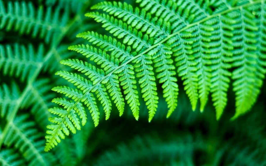 Фернс папоротник