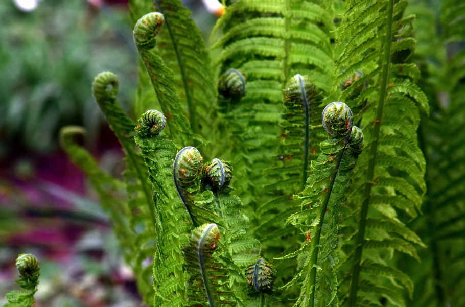 Щитовник цветок