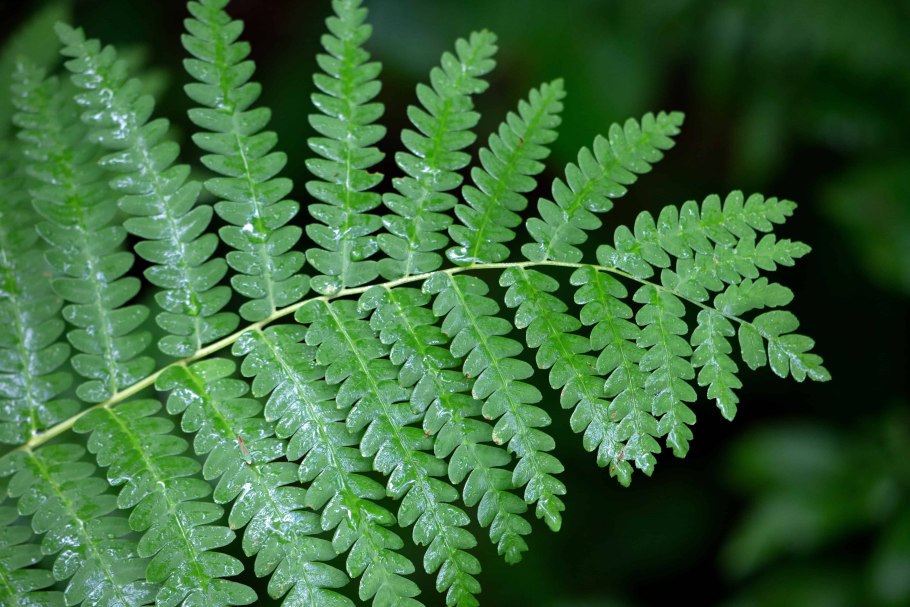 Папоротник Гроздовник виргинский