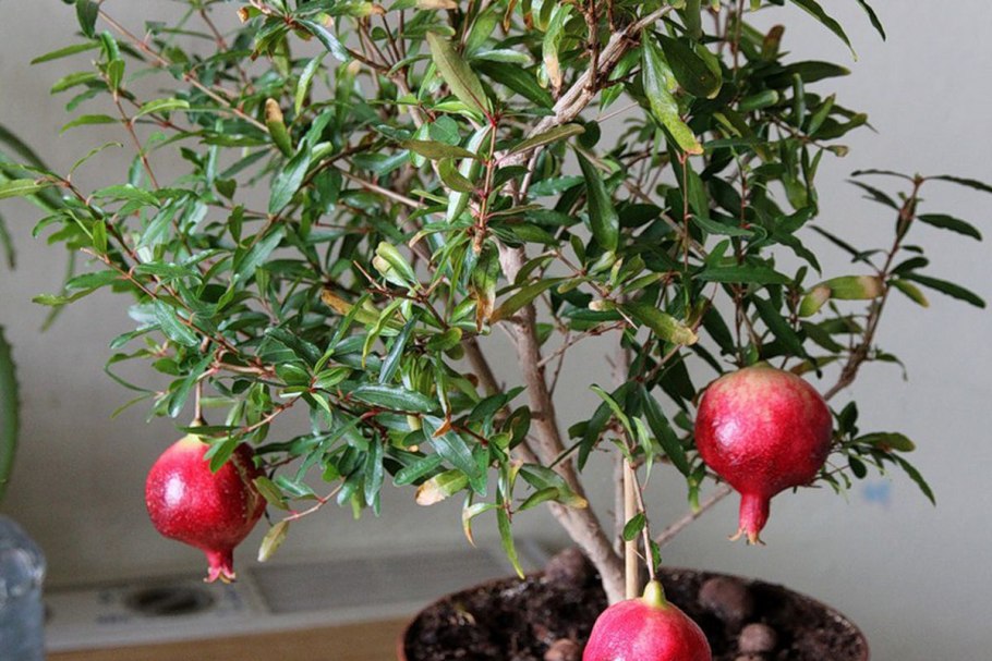 Гранат комнатный Карфаген