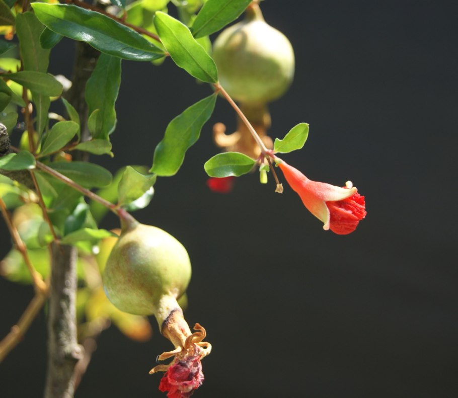 Гранат карликовый всходы