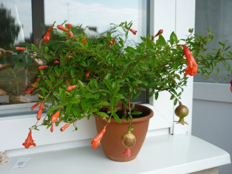 Гранат карликовый (Punica granatum Nana)