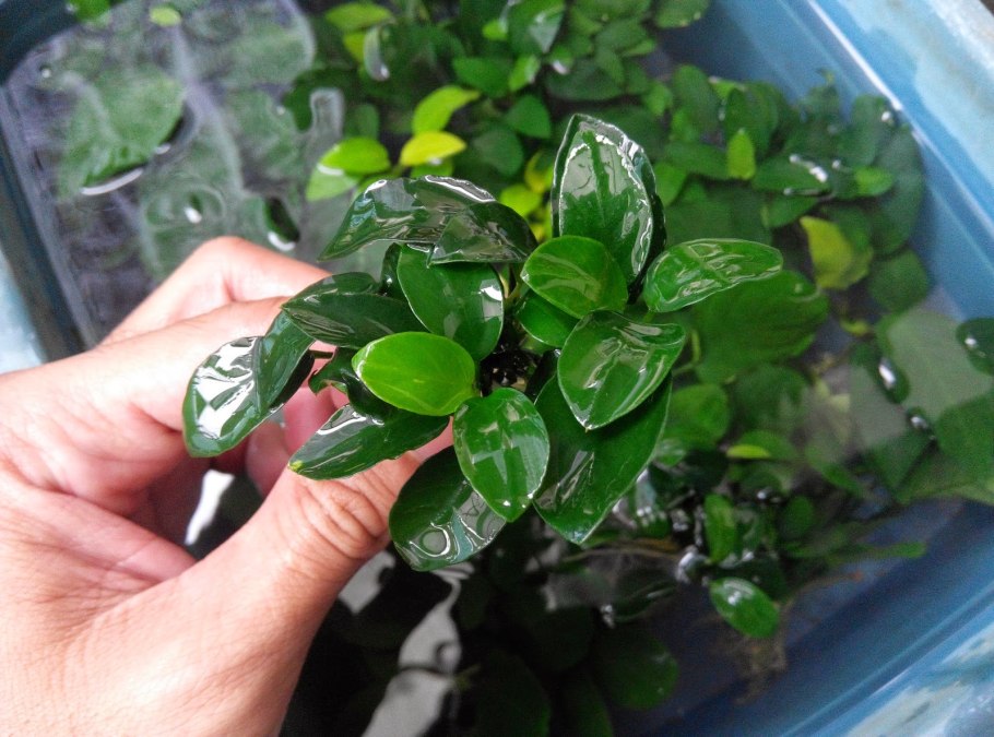 Анубиас Глабра