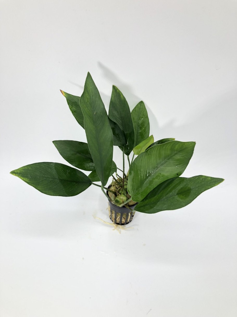 Анубиасы в природе