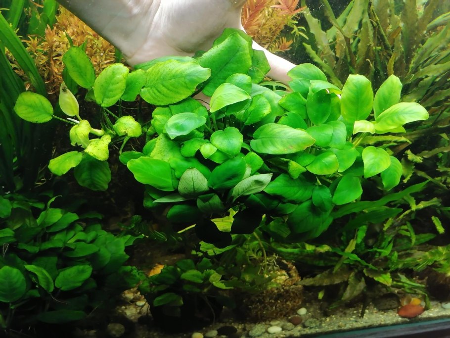 Анубиас Хастифолия