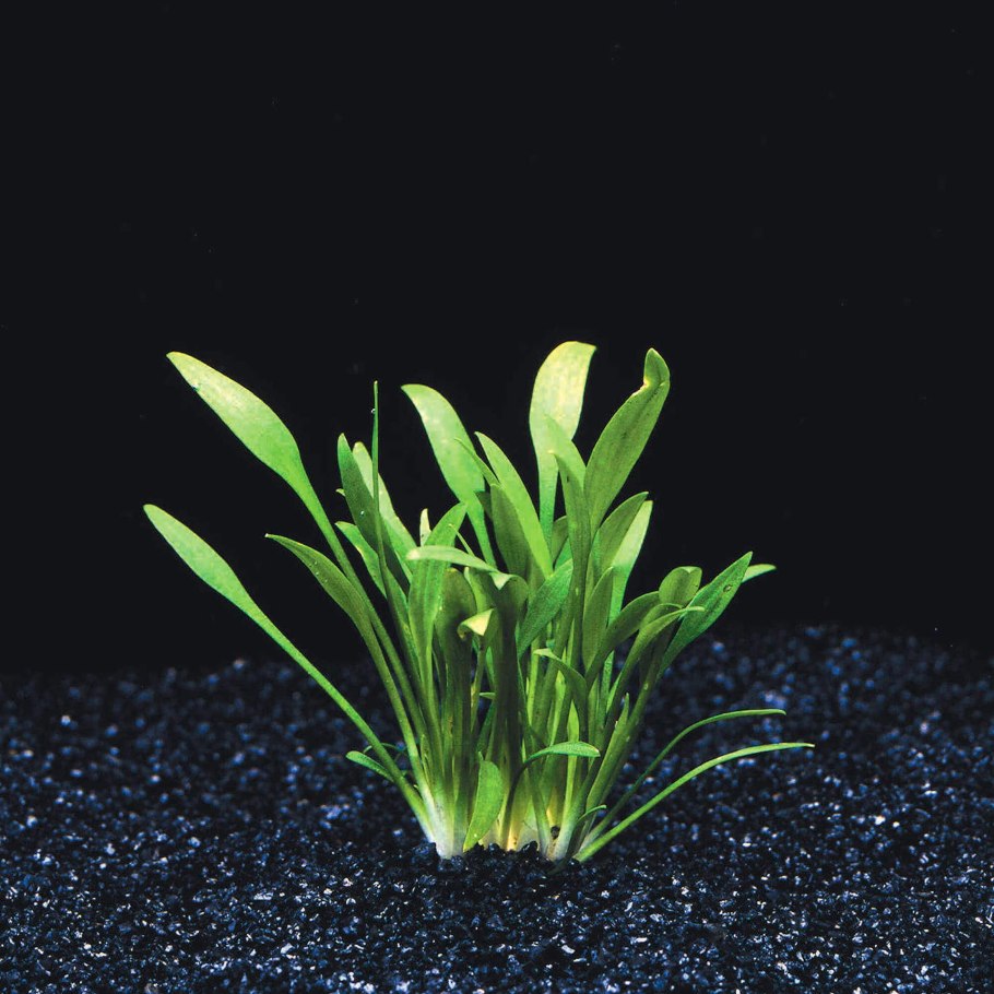 Аквариумное растение анубиас узколистный