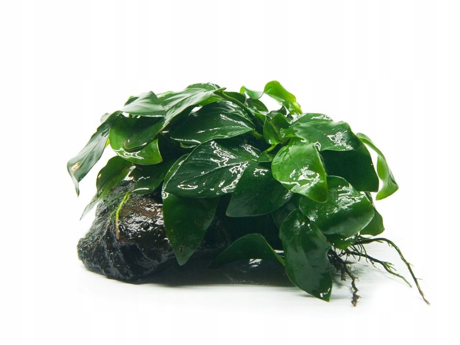 Фиолетовые водоросли в аквариуме