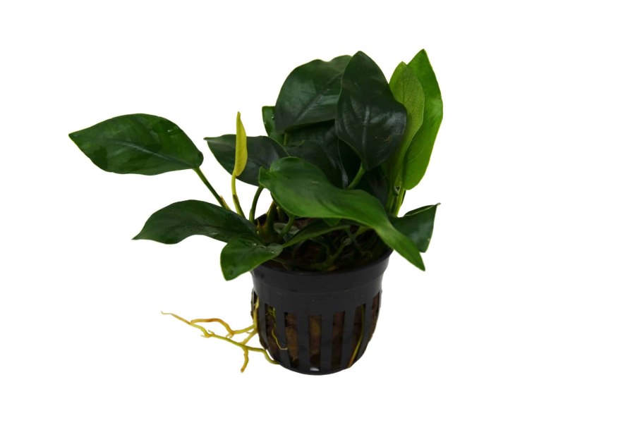 Криптокорина древолистная