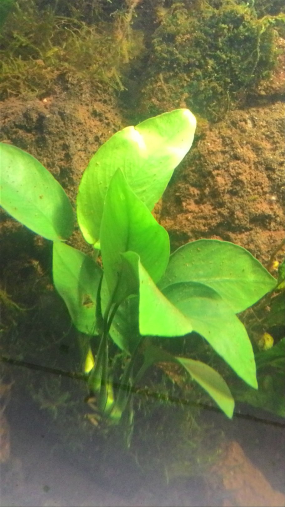 Анубиас Coin Leaf