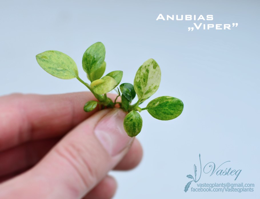 Anubias var. Viper