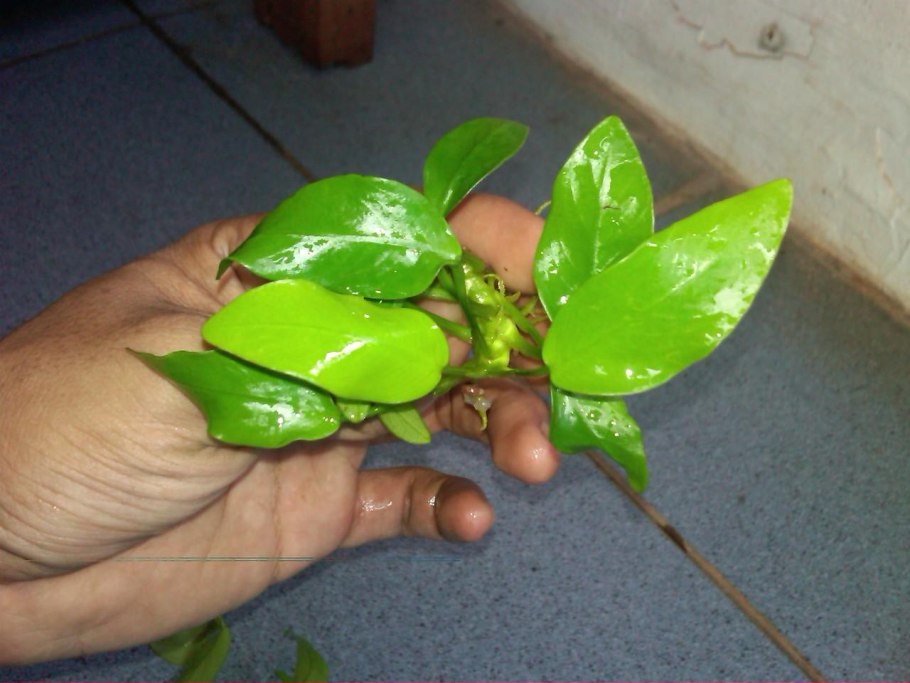 Анубиас копьевидный