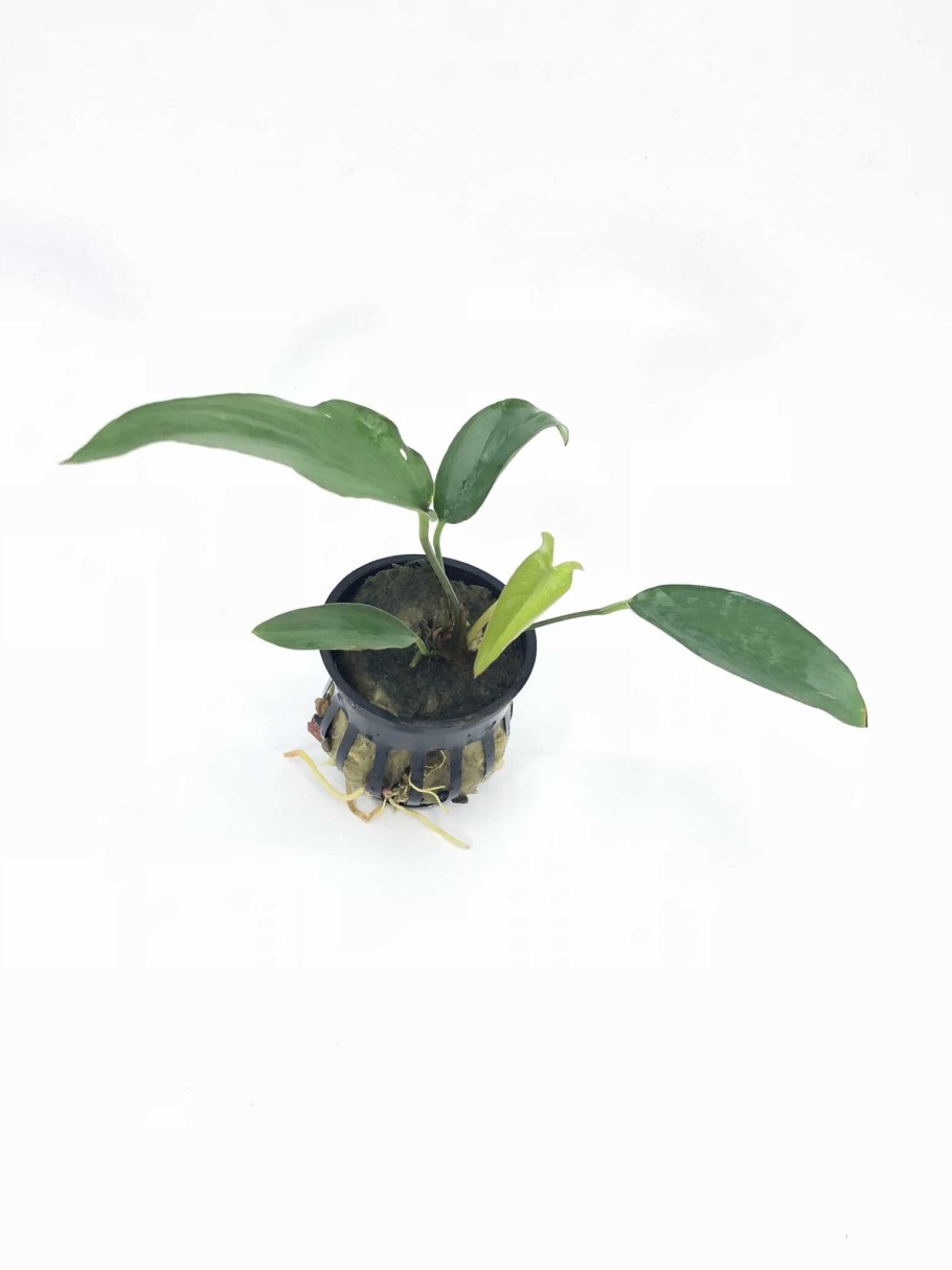 Анубиас Хетерофилла разнолистный (Anubias heterophylla)