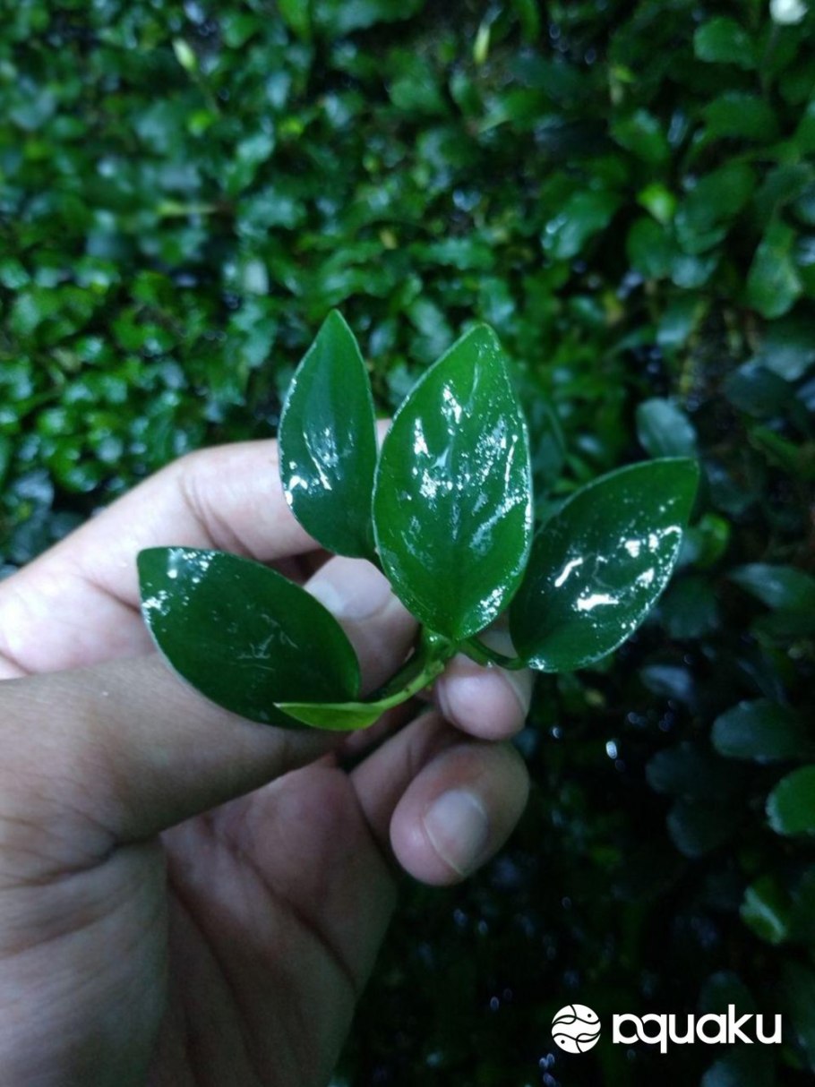 Anubias minima "Dragon Claw"