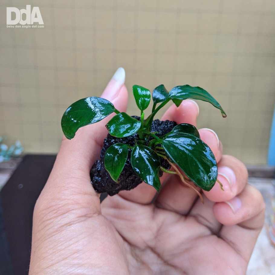 Анубиас ризома