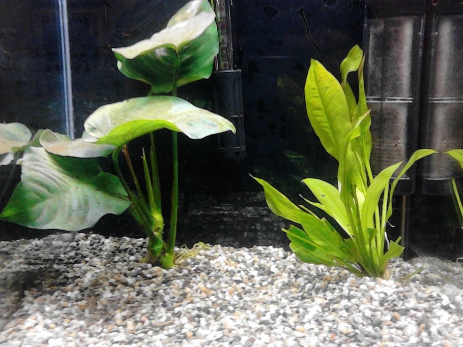 Анубиас Нана Криптокорина