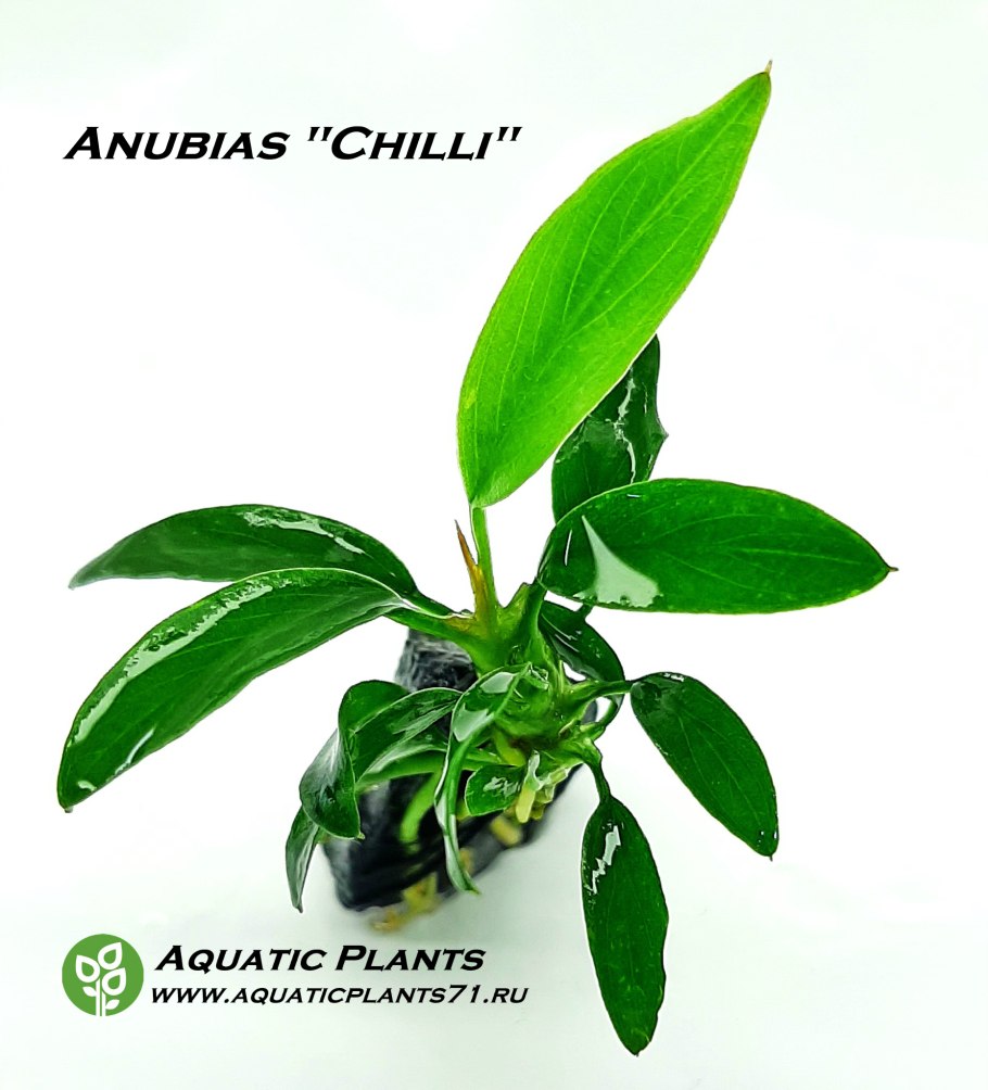 Anubias Coffefolia