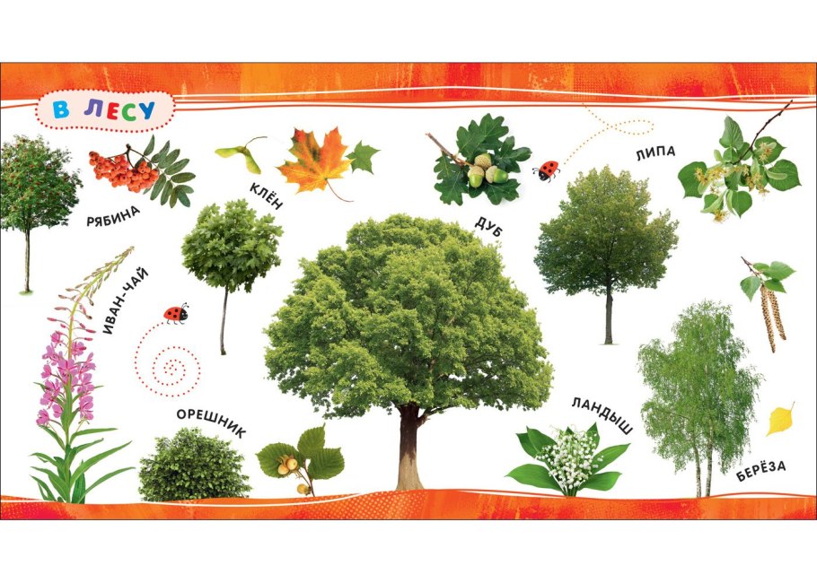 Растительный мир для дошкольников