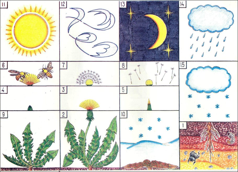 Модель природы для дошкольников