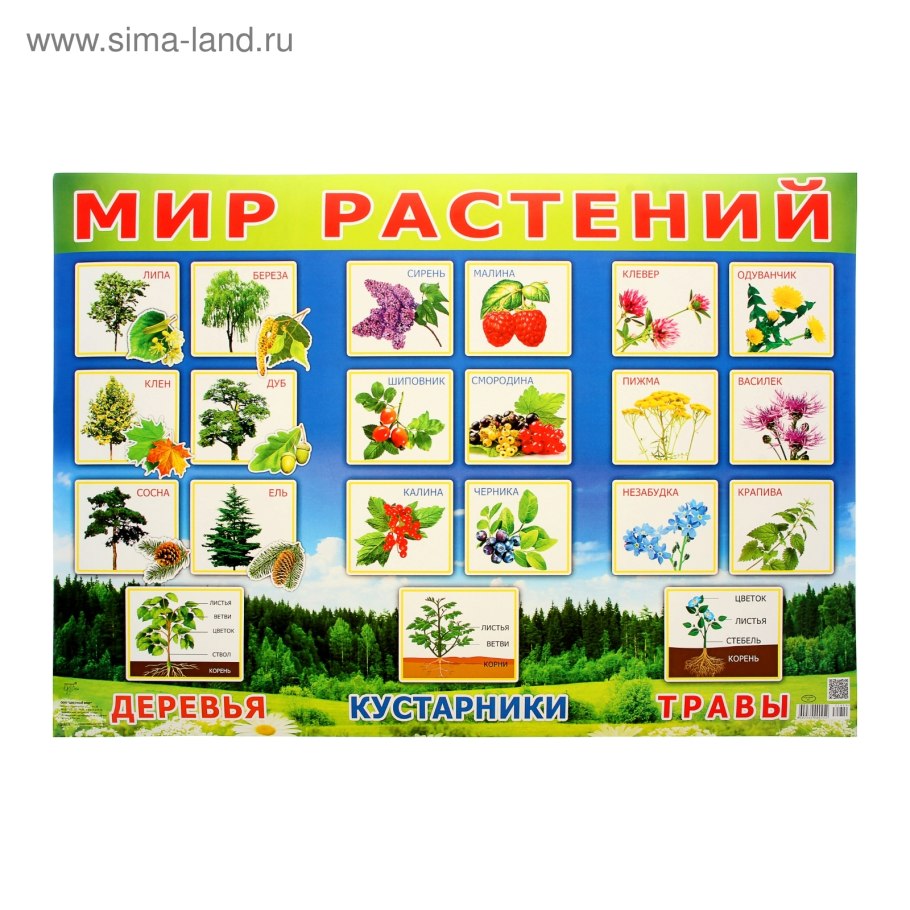 Плакаты для детского сада мир растений