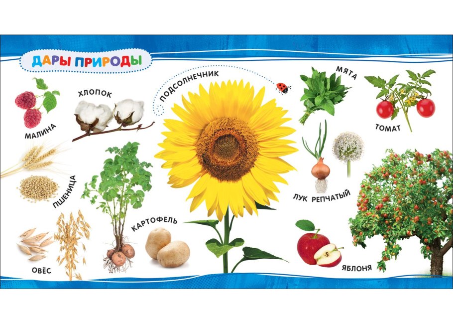 Растения для дошкольников