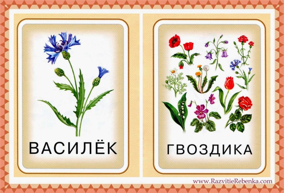 Цветы карточки для детей