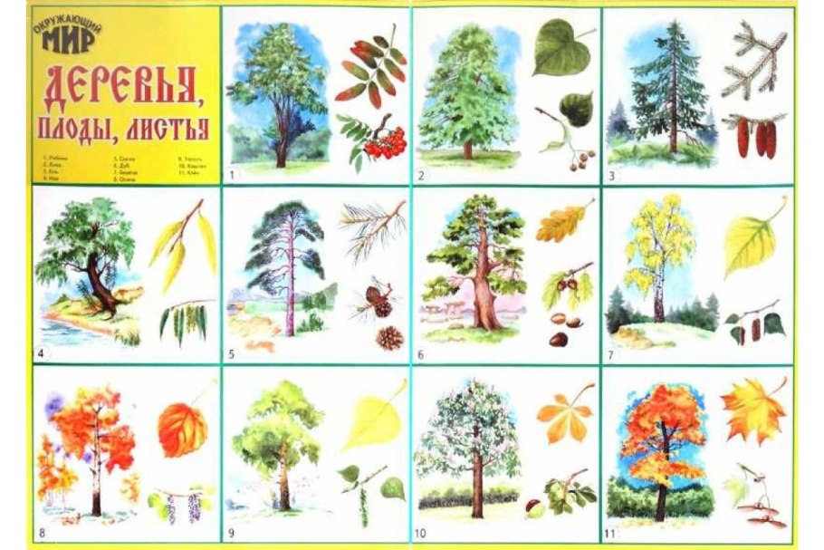 Карточки деревья и кустарники