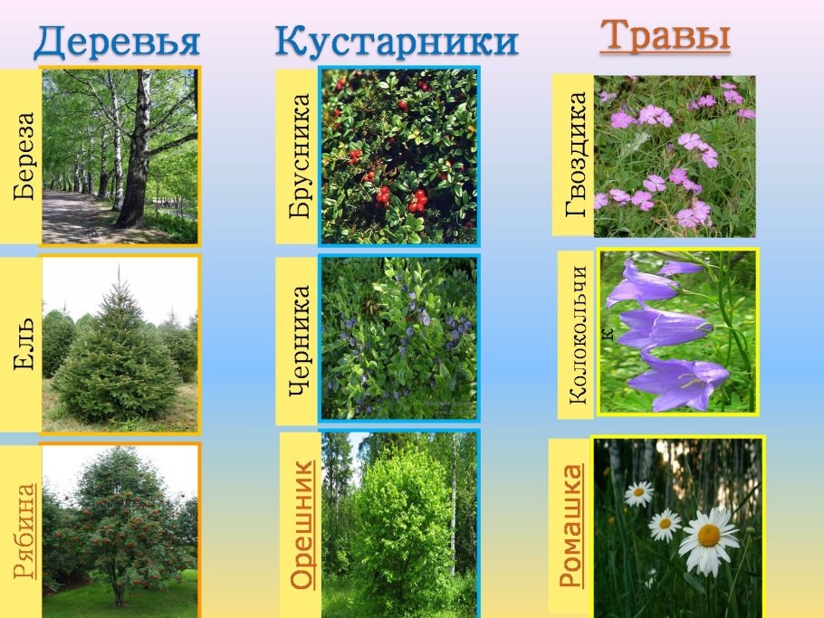 Кустарнички названия