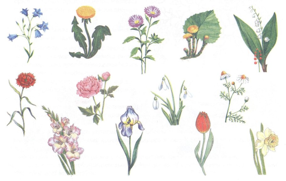Садовые и полевые цветы для детей