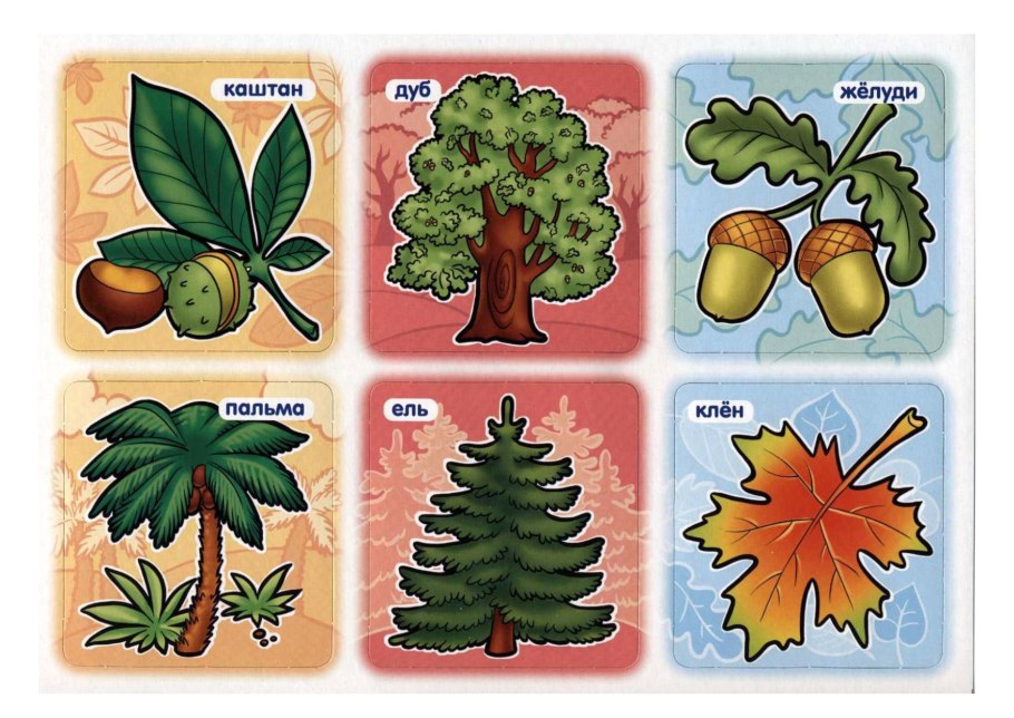 Карточки растения для детей