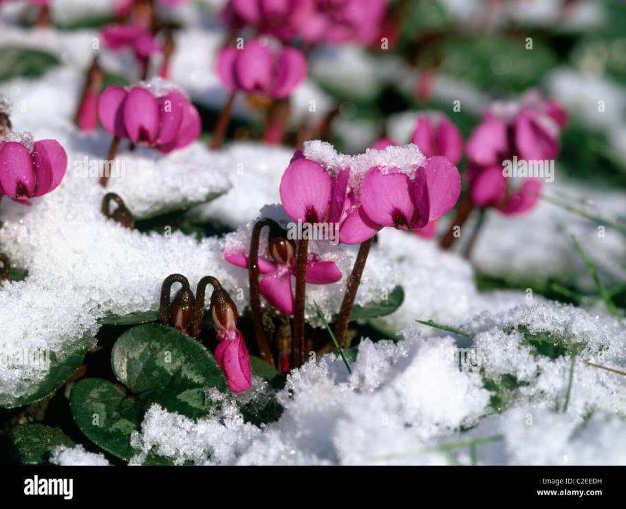 If Winter comes can Spring be far behind на русском