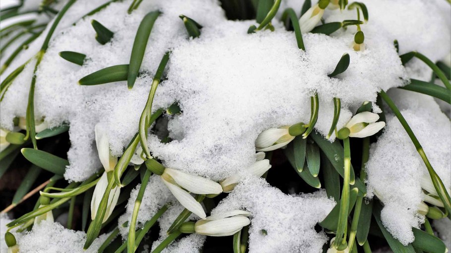 Морозник зимняя роза