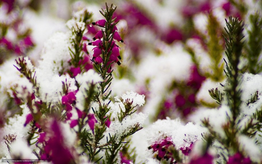 Календула зимой