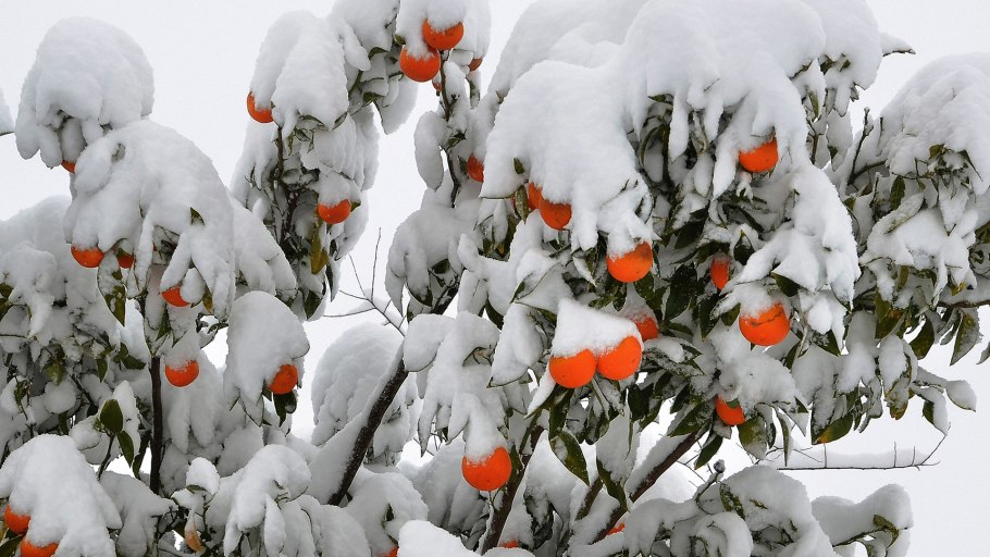 Цветы в снегу