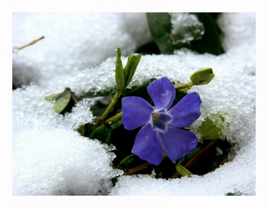 Зимняя ветка