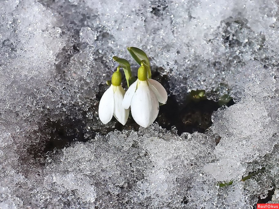 Розы на снегу