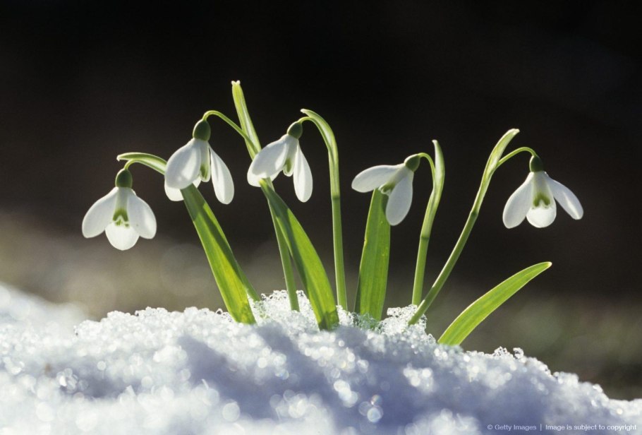 Крокусы в снегу макрофото