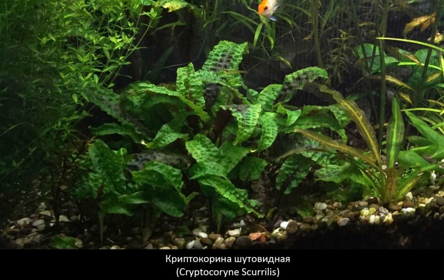 Криптокорина Скуррилис щитовидная