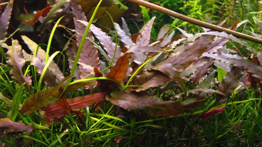 Криптокорина Грин геккон