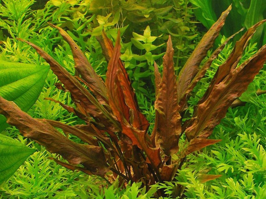 Криптокорина розанервиг / Cryptocoryne cordata Rosanervig