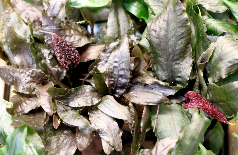 Криптокорина Вендта Скурилис