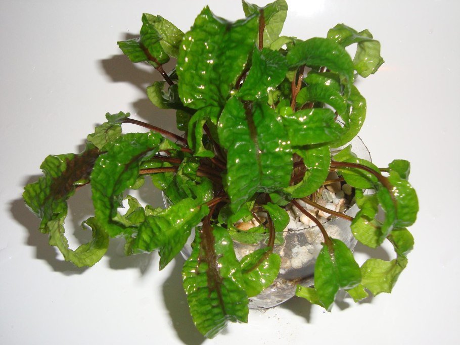 Криптокорина Вендта Скурилис